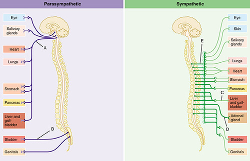 branch of Autonomic Nervous System (ANS) that conserves the body's resources