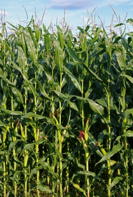 It’s corn bb