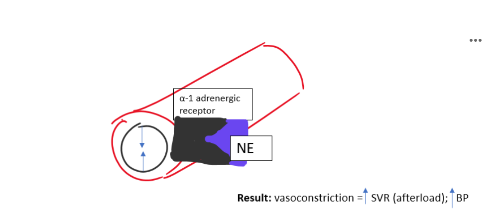 <ul><li><p>Located on blood vessels</p></li><li><p>Causes vasoconstriction</p></li><li><p>↑ SVR (afterload)</p></li><li><p>↑ blood pressure</p></li></ul><p></p>