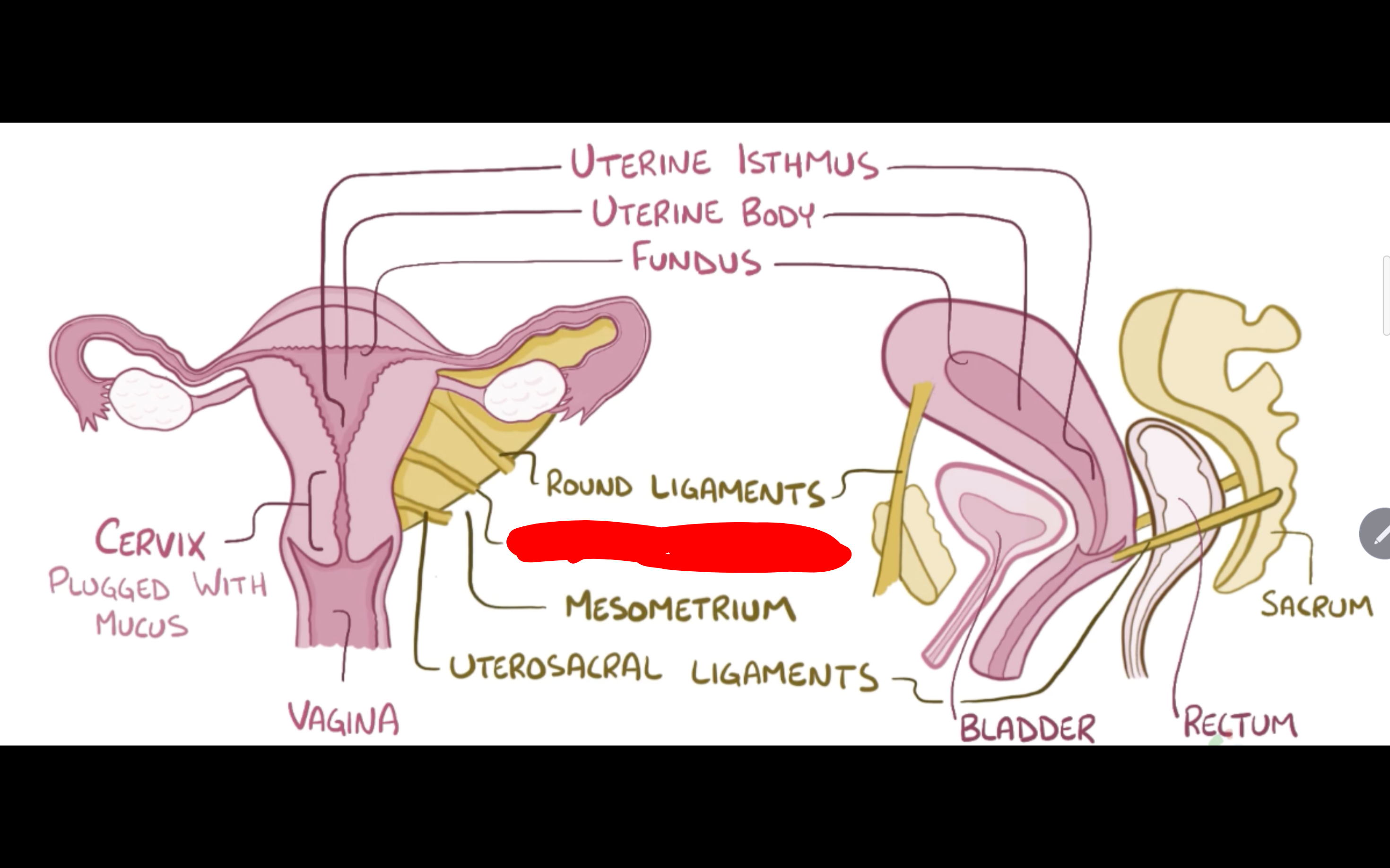 <p>Name the structure in red</p>