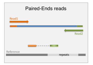 <p>-improves read mapping</p><p>-preferred for alternative-exon quantification, fusion transcript detection and de novo transcript discovery, particularly when working with poorly annotated transcriptomes</p><p></p>