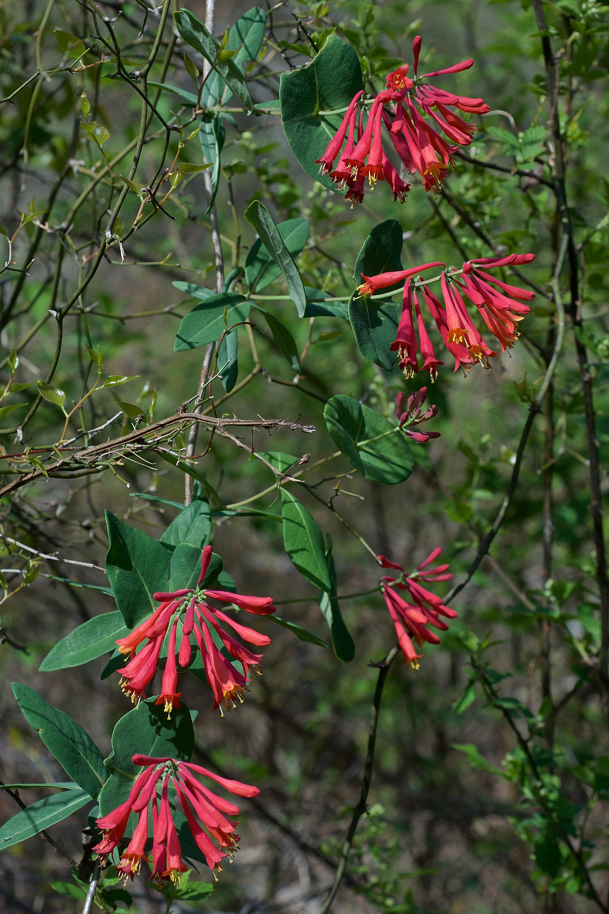 Trumpet Honeysuckle; Coral Honeysuckle