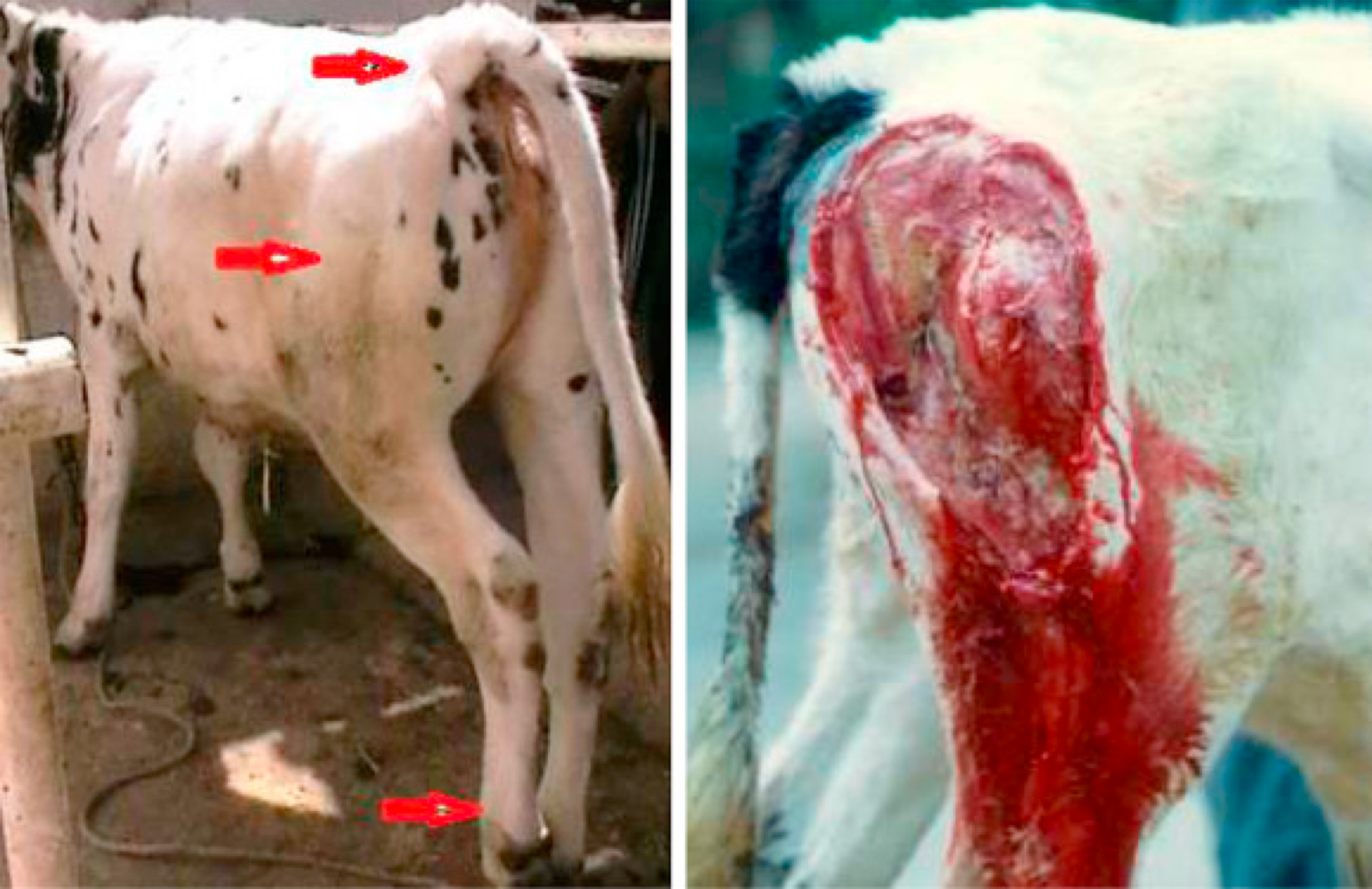 <p><span><strong><span>Characteristics:</span></strong></span></p><ul><li><p><span><mark data-color="red" style="background-color: red; color: inherit;"><span>Found in the environment as spores</span></mark></span></p></li><li><p><span><span>Pathogenic effect is</span><mark data-color="red" style="background-color: red; color: inherit;"><span> toxins</span></mark></span></p></li><li><p><span><span>Diagnostic approach is evidence of infectious agents and toxins in material</span></span></p></li><li><p><span><span>Cause</span><mark data-color="red" style="background-color: red; color: inherit;"><span> alimentary, contagious and traumatic infections</span></mark></span></p></li></ul><ul><li><p><span>Clostridial diseases are infections caused by the genus Clostridium, known for producing potent toxins that result in severe health issues in various animal species. </span></p></li></ul><p></p><ol><li><p><span><strong><span>Neurotoxic clostridia:</span></strong></span></p></li></ol><ul><li><p><span><span>Botulism </span><mark data-color="blue" style="background-color: blue; color: inherit;"><span>(Clostridium botulinum)</span></mark></span></p></li></ul><ul><li><p><span><span>Tetanus </span><mark data-color="blue" style="background-color: blue; color: inherit;"><span>(Clostridium tetani)</span></mark></span></p></li></ul><p></p><ol start="2"><li><p><span><strong><span>Histotoxic clostridia:</span></strong></span></p></li></ol><ul><li><p><span><em><mark data-color="blue" style="background-color: blue; color: inherit;"><span>C. septicum (Braxy)</span></mark></em></span></p></li><li><p><span><em><mark data-color="blue" style="background-color: blue; color: inherit;"><span>C. chauvoei</span></mark></em></span></p></li></ul><p><span><strong><mark data-color="red" style="background-color: red; color: inherit;"><span>→ Blackleg</span></mark></strong></span></p><ul><li><p><span><span>cattle and sheep</span></span></p></li><li><p><span><mark data-color="red" style="background-color: red; color: inherit;"><span>edematous and crepitant swellings</span></mark><span> in the hip, shoulder, chest, back, and neck.</span></span></p></li><li><p><span><span>Small swelling, hot, painful → enlarges → cold and insensitive → death</span></span></p></li><li><p><span><u><span>Diagnosis:</span></u><span> clinical signs, fluorescent test and PCR</span></span></p></li><li><p><span><u><span> Prevention:</span></u><span> </span><mark data-color="red" style="background-color: red; color: inherit;"><span>vaccination</span></mark></span></p></li></ul><p></p><ul><li><p><span><em><mark data-color="blue" style="background-color: blue; color: inherit;"><span>C. novyi</span></mark></em></span></p></li></ul><p><span><strong><mark data-color="red" style="background-color: red; color: inherit;"><span>→ Black disease </span></mark></strong><span>(infectious necrotic hepatitis)</span></span></p><ul><li><p><span><span>sheep and cattle</span></span></p></li><li><p><span><mark data-color="red" style="background-color: red; color: inherit;"><span>liver flukes</span></mark></span></p></li><li><p><span><mark data-color="red" style="background-color: red; color: inherit;"><span>Fecal contamination of pasture in summer</span></mark></span></p></li><li><p><span><mark data-color="red" style="background-color: red; color: inherit;"><span>sudden death</span></mark></span></p></li><li><p><span><span>grayish-yellow necrotic foci post mortem.</span></span></p></li><li><p><span><u><span>Prevention</span></u><span>: active immunization, reduce the occurrence of liver flukes</span></span></p></li></ul><p></p><ul><li><p><span><em><mark data-color="blue" style="background-color: blue; color: inherit;"><span>C. haemolyticum</span></mark></em></span></p></li><li><p><span><em><mark data-color="blue" style="background-color: blue; color: inherit;"><span>C. difficile</span></mark></em></span></p></li></ul><p><span><mark data-color="red" style="background-color: red; color: inherit;"><span>→ Malignant edema</span></mark><span> </span></span></p><ul><li><p><span><span>in all animals, caused by many spp.</span></span></p></li><li><p><span><span>Caused by </span><mark data-color="red" style="background-color: red; color: inherit;"><span>deep wounds</span></mark></span></p></li><li><p><span><span>IP is short</span></span></p></li><li><p><span><mark data-color="red" style="background-color: red; color: inherit;"><span>soft swellings</span></mark></span></p></li><li><p><span><mark data-color="red" style="background-color: red; color: inherit;"><span>dark muscles in affected area</span></mark></span></p></li><li><p><span><mark data-color="red" style="background-color: red; color: inherit;"><span>severe toxemia, death</span></mark></span></p></li><li><p><span><u><span>Therapy:</span></u><span> surgical treatment of wounds, ATB, hyperimmuneserum </span></span></p></li><li><p><span><u><span>Prevention</span></u><span>: </span><mark data-color="red" style="background-color: red; color: inherit;"><span>vaccines</span></mark></span></p></li></ul><p></p><ol start="3"><li><p><span><strong><span>Enterotoxic clostridia:</span></strong></span></p></li></ol><ul><li><p><span><em><mark data-color="blue" style="background-color: blue; color: inherit;"><span>Clostridium perfringens</span></mark><span> </span></em></span></p></li><li><p><span><span>produce entertotoxins</span></span></p></li><li><p><span><span>several strains A-E.</span></span></p></li></ul><p></p><p><span><strong><mark data-color="red" style="background-color: red; color: inherit;"><span>→ Enterotoxemia of poultry</span></mark></strong></span></p><ul><li><p><span><span>Type A and C</span></span></p></li><li><p><span><span>chickens, young animals</span></span></p></li><li><p><span><mark data-color="red" style="background-color: red; color: inherit;"><span>inflammation and ulceration of jejunum and kidney damage</span></mark></span></p></li></ul><p></p><p><span><strong><mark data-color="red" style="background-color: red; color: inherit;"><span>→ Enteritis in pigs</span></mark></strong></span></p><ul><li><p><span><span>Type A and C</span></span></p></li><li><p><span><span>Affect piglets</span></span></p></li><li><p><span><mark data-color="red" style="background-color: red; color: inherit;"><span>Sudden onset of hemorrhagic diarrhea </span></mark><span>followed by collapse and death – brownish liquid feces.</span></span></p></li></ul><p></p><p><span><strong><mark data-color="red" style="background-color: red; color: inherit;"><span>→ Clostridia-associated enterocolitis in horses</span></mark></strong></span></p><ul><li><p><span><span>Typically undiagnosed (colitis-X),</span></span></p></li><li><p><span><span>non specific clinical signs; diarrhea with or without blood, colic, fever, reduced feed intake, lethargy, </span><mark data-color="red" style="background-color: red; color: inherit;"><span>high mortality.</span></mark></span></p></li><li><p><span><span>Therapy: </span><mark data-color="red" style="background-color: red; color: inherit;"><span>Metronidazol</span></mark><span> and supportive care</span></span></p></li></ul><p></p>