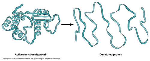 When a protein bonds/interactions are destroyed, so the protein unravels and loses its normal shape