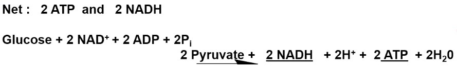 <p>Glucose + 2 NAD<sup>+</sup> + 2 ADP + 2 P<sub>i</sub> → 2 Pyruvate + 2 NADH + 2 H<sup>+</sup> + 2 ATP + 2 H<sub>2</sub>O</p>