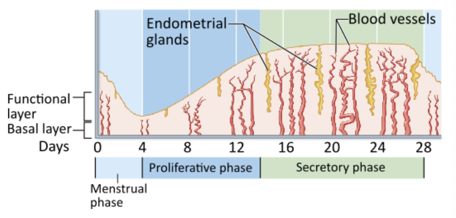 <p><strong>→ Ovulation occurs</strong></p><ul><li><p>Ovulation of the oocyte from the ovary occurs at around day 14 of the cycle, just as the uterine proliferative phase ends and the secretory phase begins.</p></li></ul><p></p>