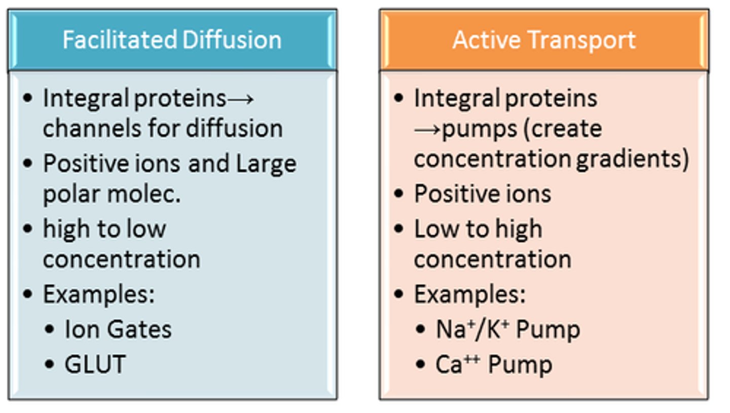 <p>1. active= ENERGY REQUIRED</p><p>2. facilitated= NO energy required</p>