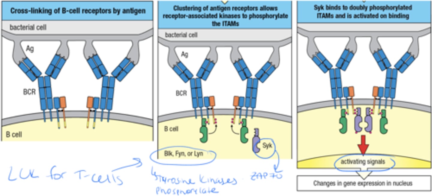 <p>1. cross linking of B cells by ag</p><p>2. clustering of ag receptors allows receptor associated kinases to phosphorylate the ITAMs</p><p>3. Syk binds to doubly phosphorylated ITAMs and is activated on binding this then leads to activating signals and changes in gene expression in nucleus</p>