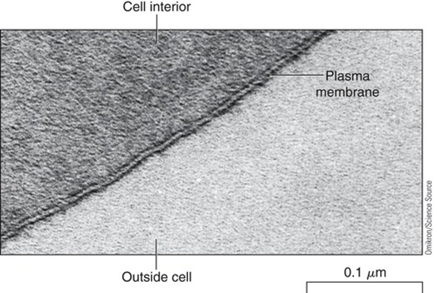 <p>Phospholipid bilayer separating cytoplasm from outside.</p>