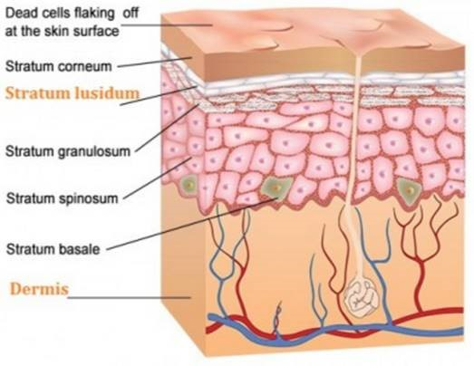 <p>d) Stratum basale</p>
