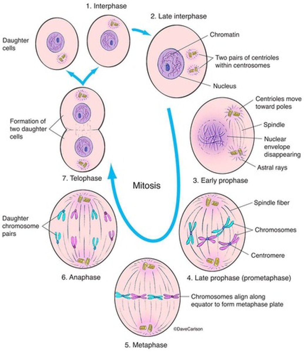 <p>Asexual reproduction creating identical offspring.</p>