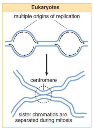 <p>must copy many more bases compared to prokaryotic; slower process</p><p>each eukaryotic chromosome contains one linear molecule of double-stranded DNA having multiple origins of replication; As the replication forks move toward each other and sister chromatids are created, the chromatids will remain connected at the centromere</p>