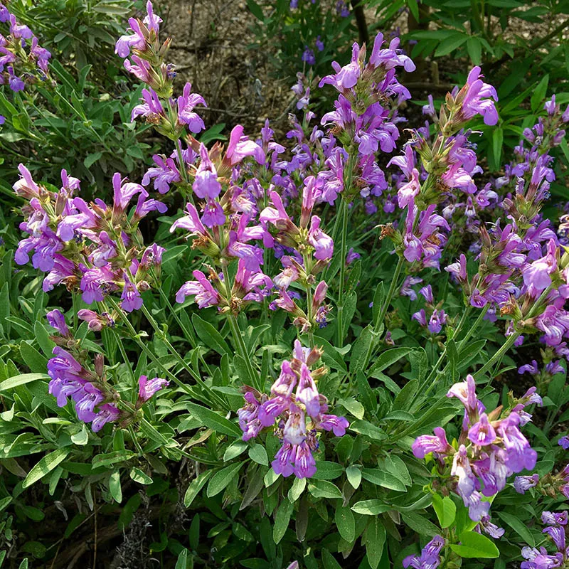 <p>officinalis</p>