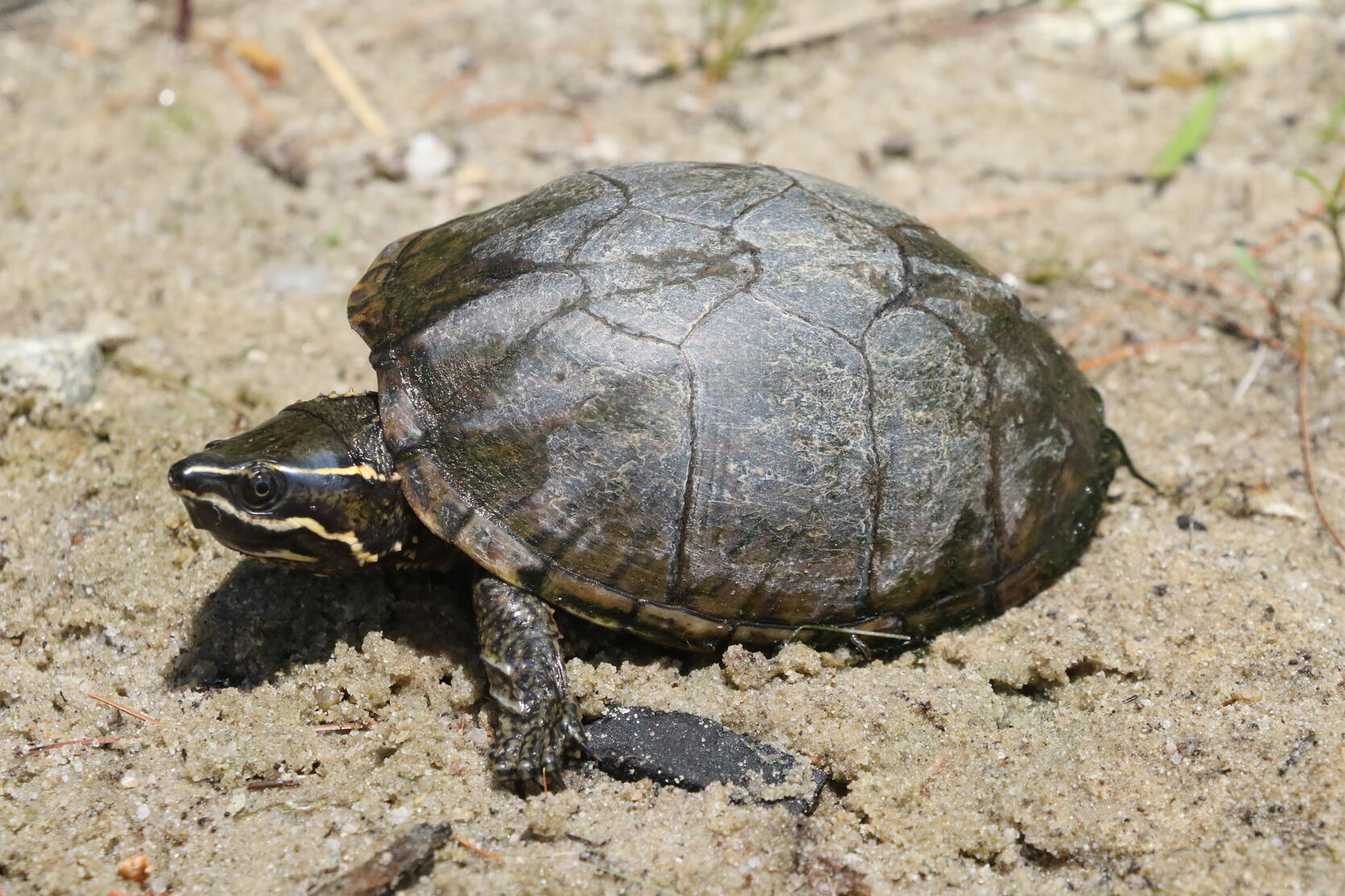 <p>Eastern musk turtle</p>