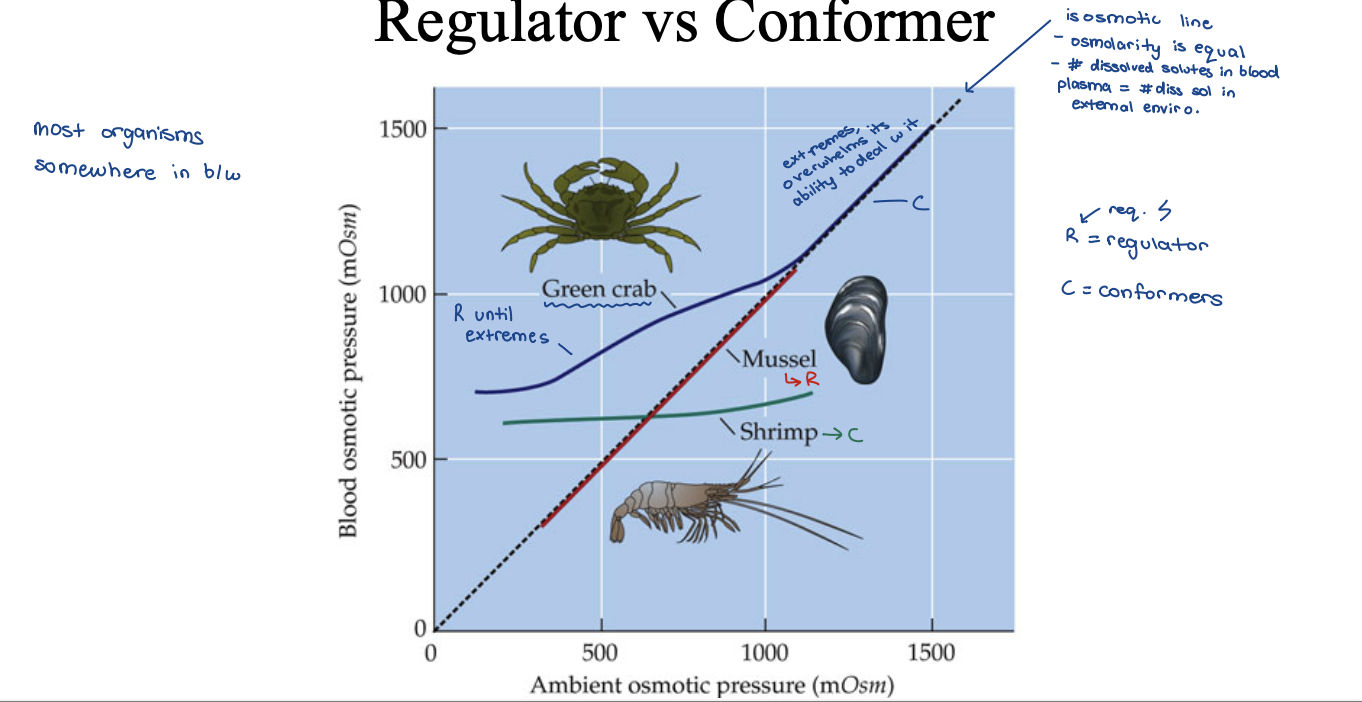 <ul><li><p>mussel = conformer</p></li><li><p>shrimp = regulator</p></li><li><p>green crab = regulator until extremes then conforms</p></li></ul><p></p>