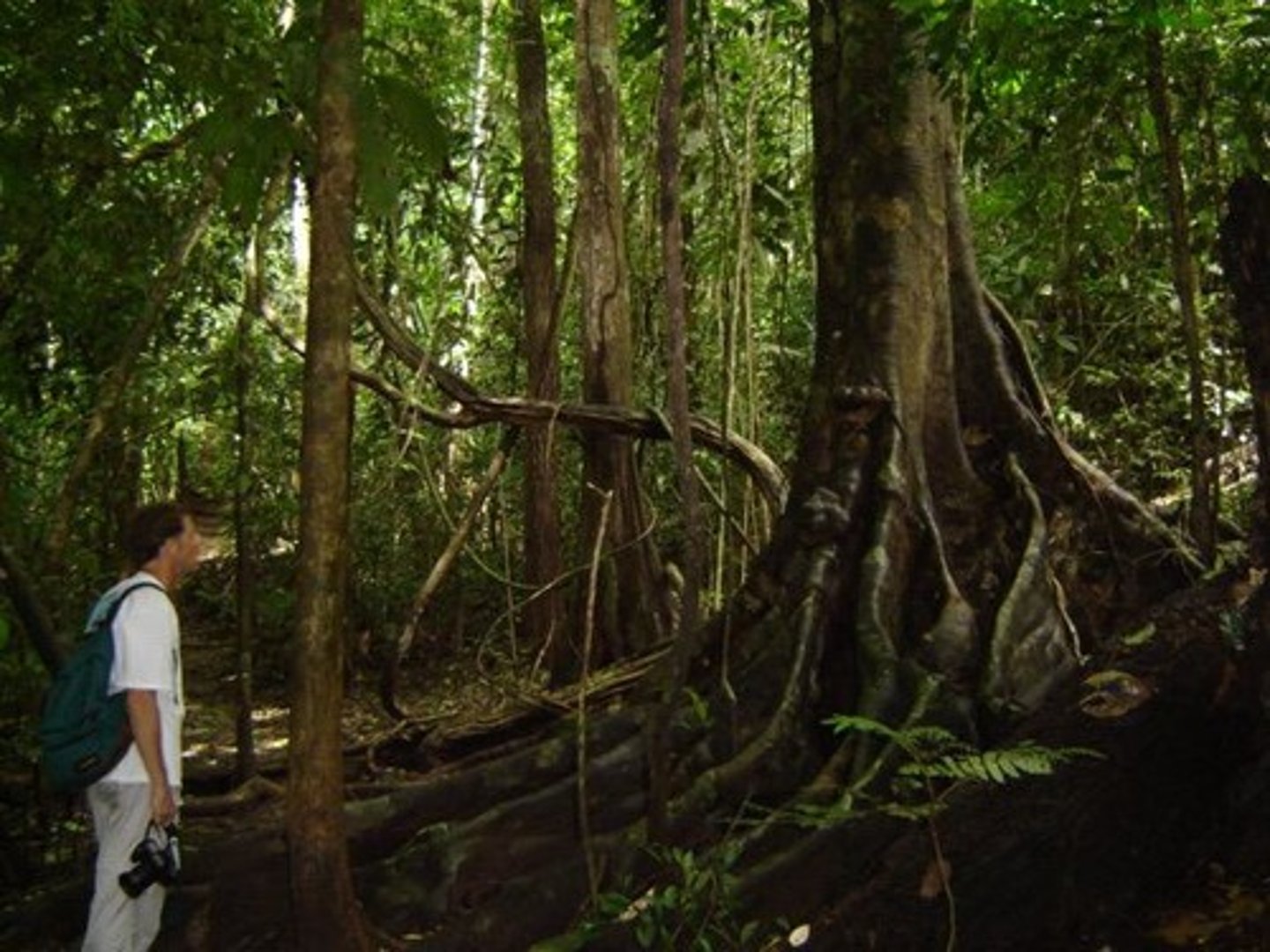 <p>A biome characterized by high rainfall and diverse plant and animal life.</p>