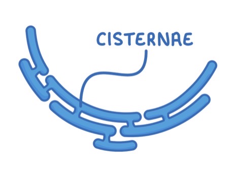 <ul><li><p>System of cisternae that are continuous with the nuclear membrane</p></li><li><p>NO ribosomes</p></li></ul><p></p>