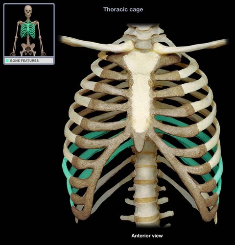 do not join the sternum directly but are connected to the 7th rib by cartilage.
ribs 8,9, and 10