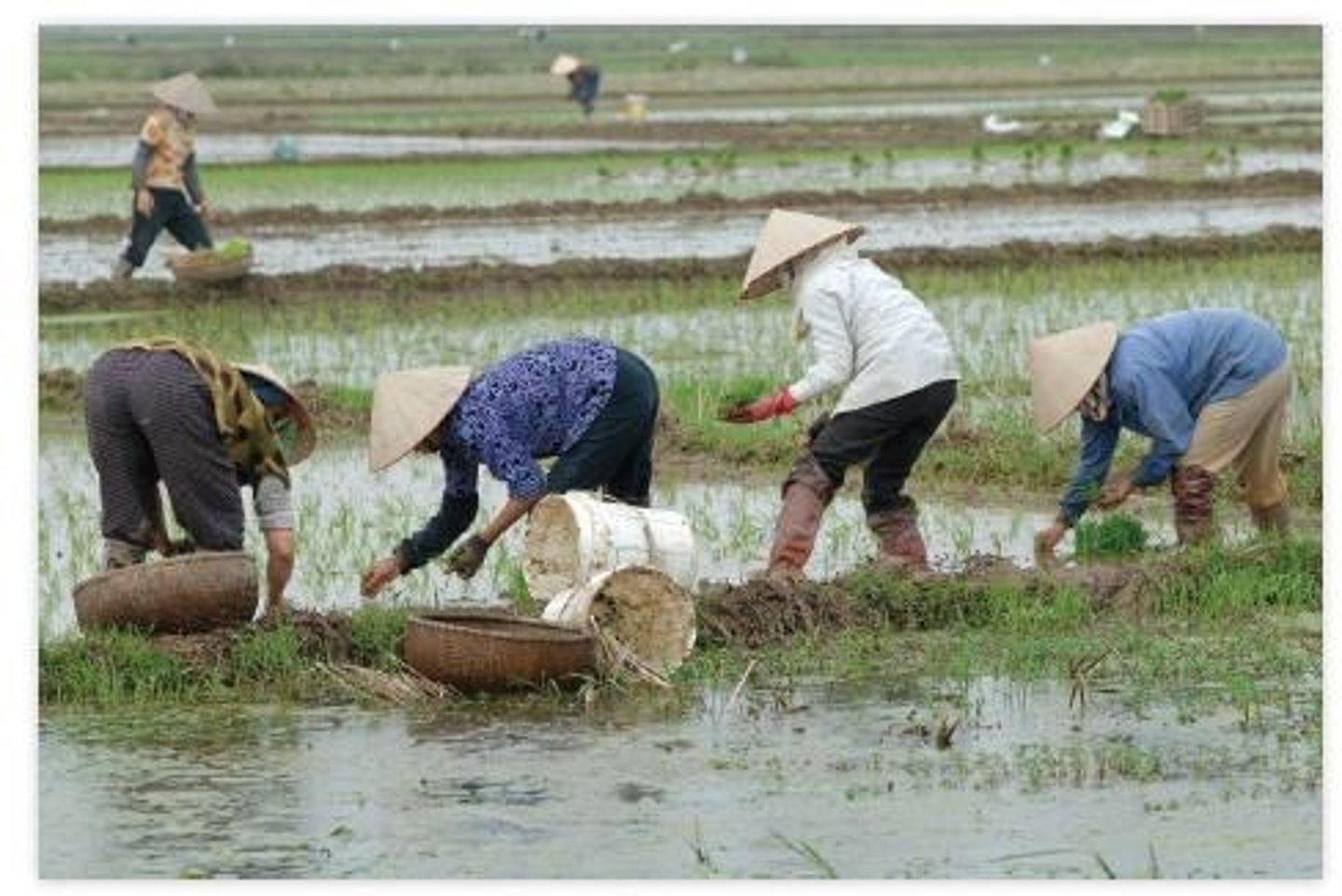 <p>Requires arduous hand labor and careful water management for optimal crop yield.</p>