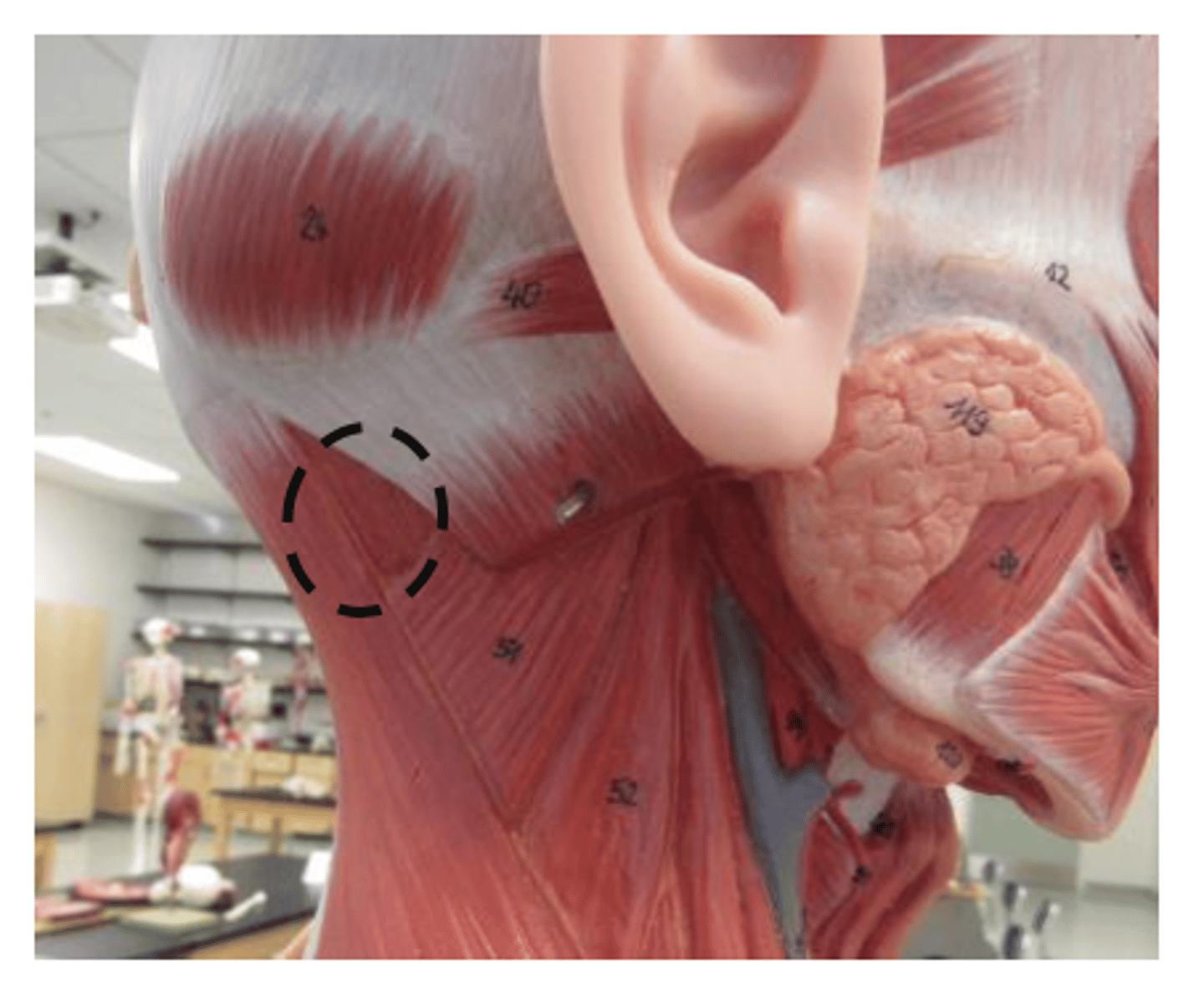 <p>superior to 51</p>