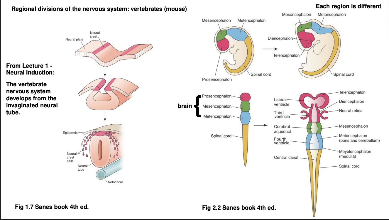 <ol><li><p>Neuroectoderm invaginates</p></li><li><p>forms neural tube alongside the notochord (a mesodermal strucutre)</p></li><li><p><strong>Anterior neural tube</strong>→ brain, divided into</p><ul><li><p>Prosencephalon (telecephalon and diencephalon)</p></li><li><p>mesencephalon</p></li><li><p>metencephalon</p></li></ul></li><li><p><strong>Posterior neural tube</strong>→ spinal cord→ further subdivided</p></li></ol><p></p>