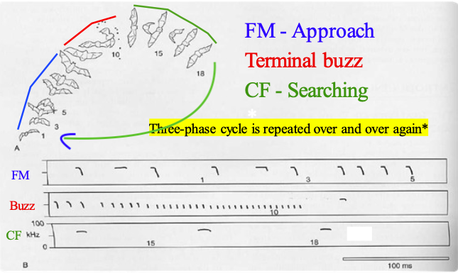<p><strong>Constant Frequency (CF) - Searching</strong></p><ul><li><p>constantly calling, waiting for the call to bounce off of prey</p></li><li><p>not detailed, low-bandwidth, constant</p></li></ul><p><strong>Frequency Modulation (FM) - Approach</strong></p><ul><li><p>CF bounced off of prey</p></li><li><p>uses to approach and begin to zero in on prey</p></li><li><p>detailed, high-bandwidth, varies</p></li></ul><p><strong>Terminal Buzz (TB) - Kill Shot</strong></p><ul><li><p>zero in and swooping to catch prey</p></li><li><p>very short, frequent calls</p></li><li><p>very detailed, high-bandwidth, constant</p></li></ul><p></p>