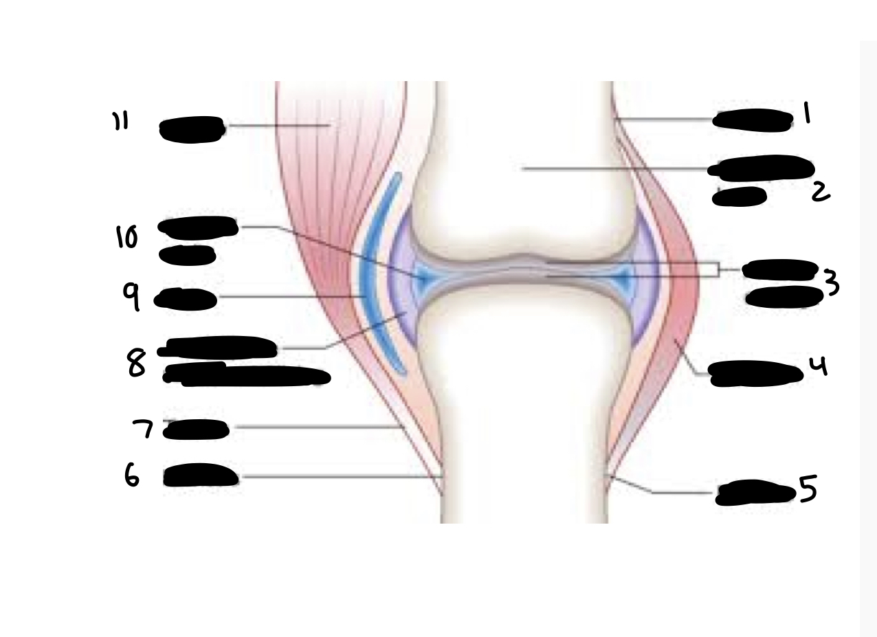 <ol><li><p>enthesis</p></li><li><p>epiphyseal bone</p></li><li><p>articular cartilage</p></li><li><p>ligament</p></li><li><p>enthesis</p></li><li><p>enthesis</p></li><li><p>tendon</p></li><li><p>joint capsule and synovial lining</p></li><li><p>bursa</p></li><li><p>synovial cavity</p></li><li><p>muscle</p></li></ol>