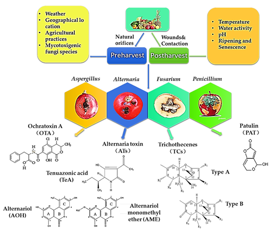 <p><strong>Mycotoxins</strong> are <strong>toxic secondary metabolites</strong> made by environmental fungi like <em>Aspergillus</em>, <em>Penicillium</em>, and <em>Fusarium</em>. </p><p></p><p>They contaminate crops during growth, harvest, or storage, and can cause serious disease when ingested (e.g., <strong>aflatoxin</strong> from <em>Aspergillus flavus</em> in peanuts and corn).</p>