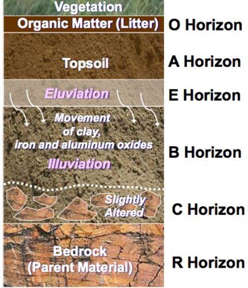 <p>O, A, E, B, C</p>
