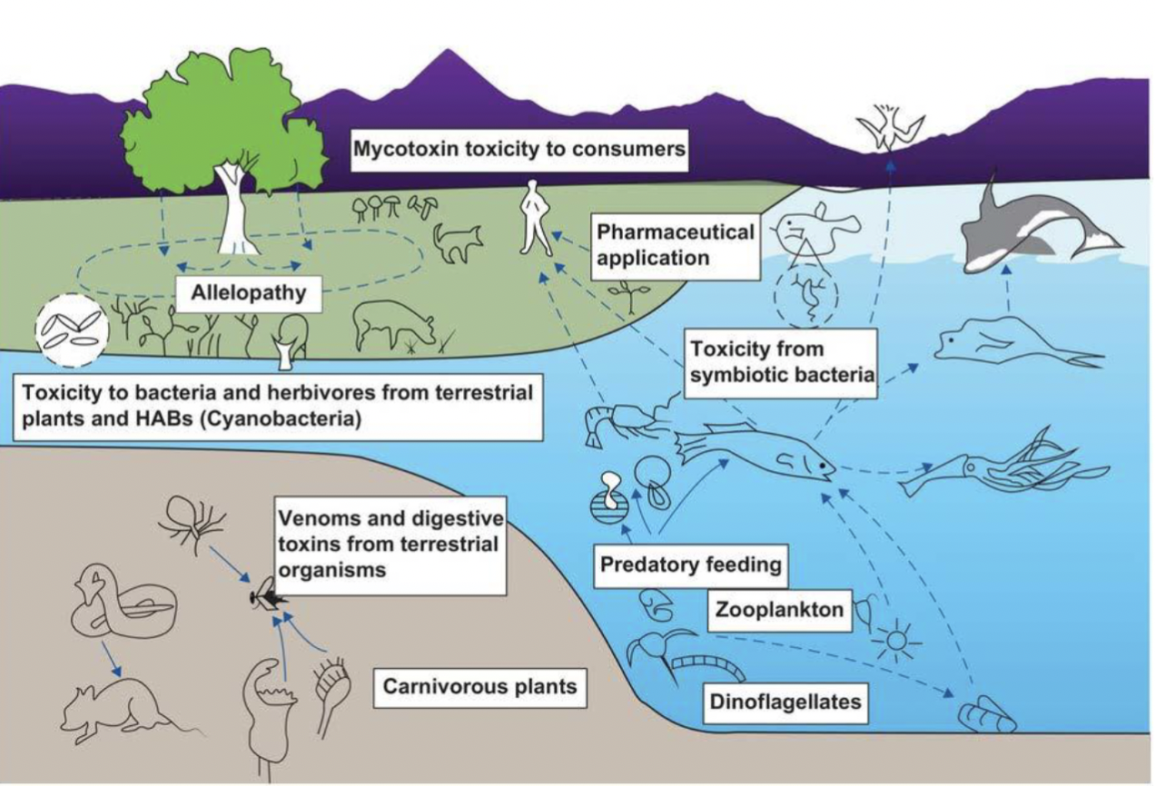 <ol><li><p>Competitive advantage (e.g., cyanophyte blooms)</p></li><li><p>Allelopathy (e.g., <em>Juglans</em> produced by walnut trees)</p></li><li><p>Grazing defence/deterrent  (e.g., toxic plants and harmful</p><p>algal blooms)</p></li><li><p>Prey capture and anti-predator deterrent (e.g., venoms, Tetrodotoxin)</p></li><li><p>Defense against parasites and infectious diseases</p></li></ol>