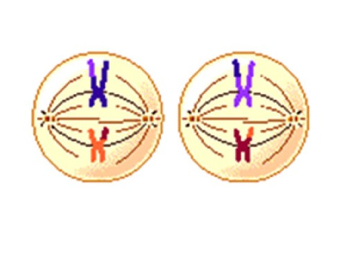 <p>Identify this phase</p>