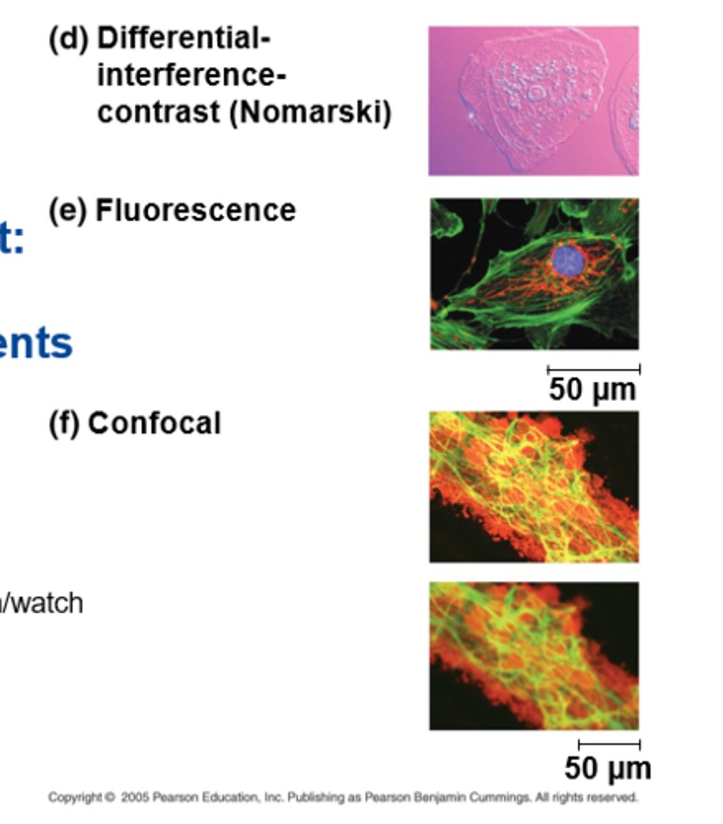 <p>1. differential-interference-contrast</p><p>2. fluorescence</p><p>3. confocal</p>