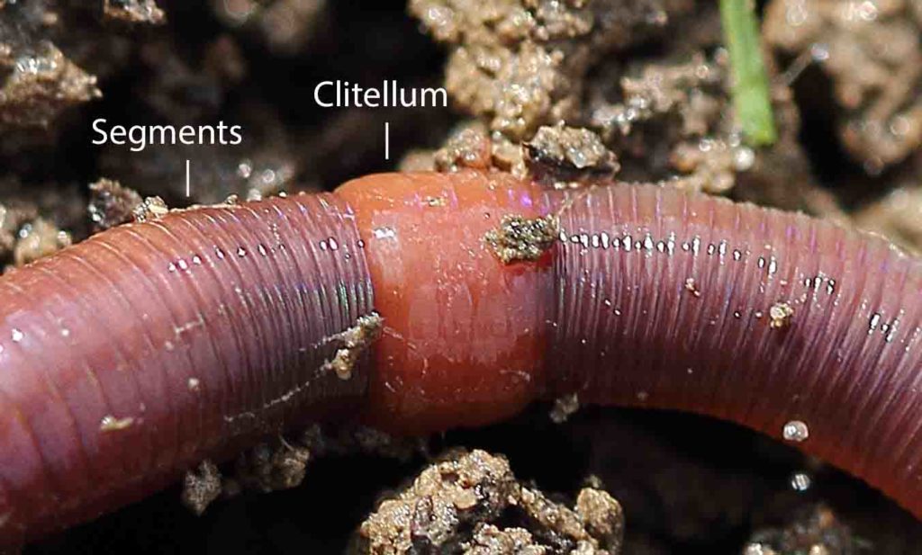 <p>Clitellum</p>