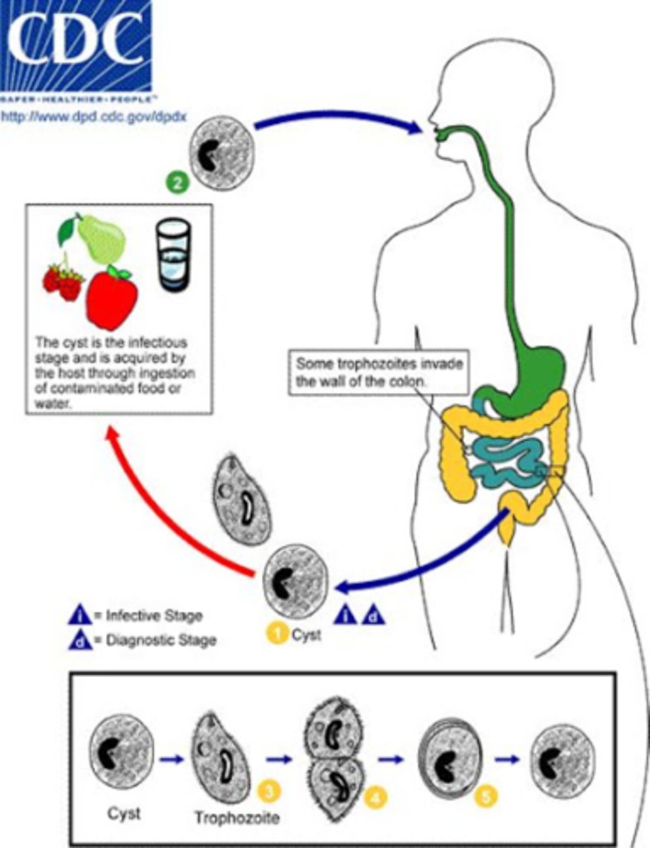 <p>Cyst stage: People swallow cysts from food or water contaminated with pig feces.</p><p>Excystation: The cyst opens in the small intestine, releasing a trophozoite.</p><p>Trophozoite stage: The trophozoite lives in the large intestine, feeding and multiplying.</p><p>Invasion: Some trophozoites burrow into the intestine wall, causing ulcers and diarrhea.</p><p>Encystation: Trophozoites turn back into cysts before leaving the body.</p><p>Cyst release: Cysts exit in feces and can infect new hosts, restarting the cycle.</p>