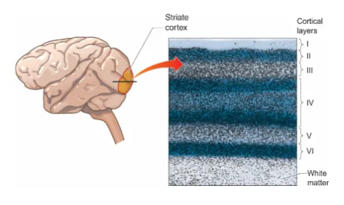 <p>Located in the occipital lobe, it is responsible for receiving raw data from the eyes (via the thalamus) and extracting basic features like edges, orientation, and movement, forming the foundation for seeing the world. </p><p>It's organized into specialized columns of neurons that analyze specific visual properties and sends this fundamental data to other visual areas for complex recognition and interpretation. </p><ul><li><p>Projections from the LGN to V1 maintain their spatial organisation. </p></li><li><p>Cortical magnification factor describes the milimeters of cortical surface that are devoted to one degree of angle in the visual world. </p></li></ul><p></p>