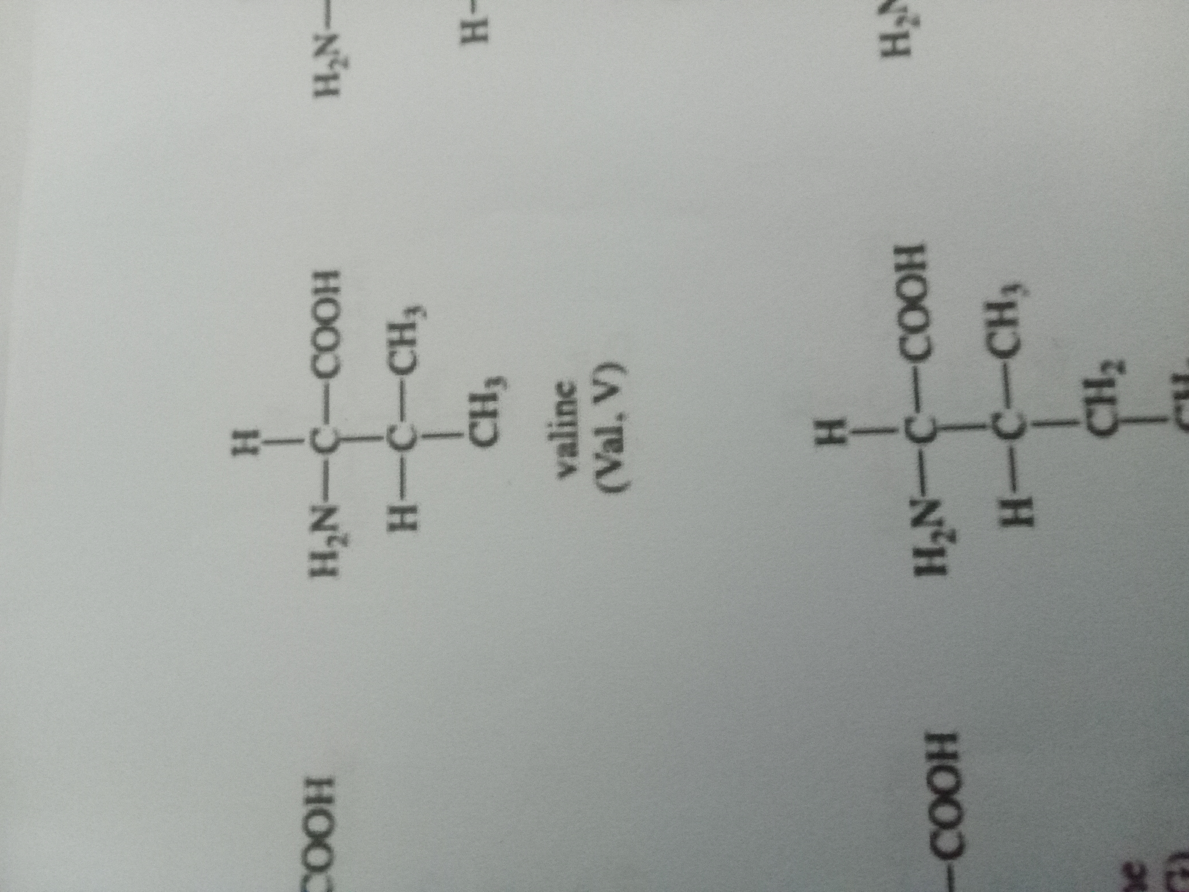 <p>Valine</p>