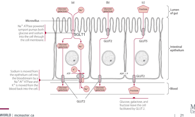 <p>once digested down to simple sugars (or eating simple sugar), glucose transporters GLUT and SLGT are required for glucose to cross membranes</p>