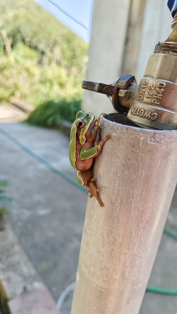 <p>Rzekotka wschodnia</p>