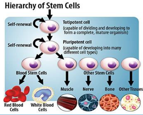 <p>once the cells are fully differentiated they are called UNIPOTENT</p><p></p><p>they can still replicate (with limits) but they will give rise only to cells with identical phenotypic characteristics)</p>