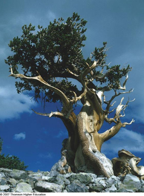 <p>conifer; bristlecone pine; one of the longest-living species of tree on Earth (world record: approx. 5,000 years old)</p>