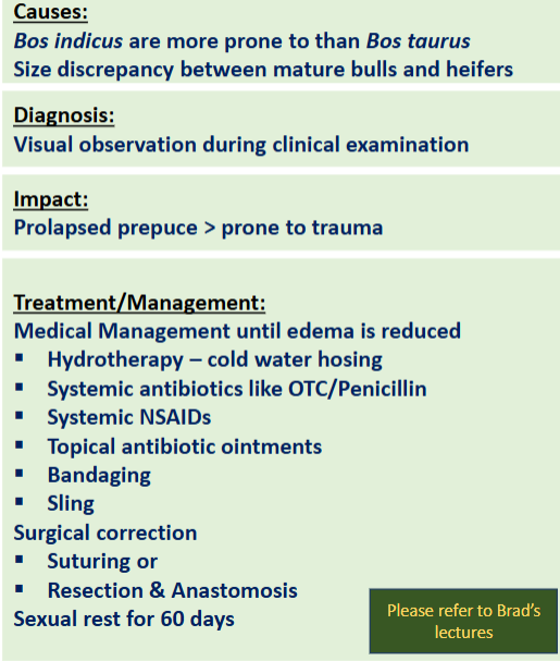<p><span>Preputial Laceration</span></p>