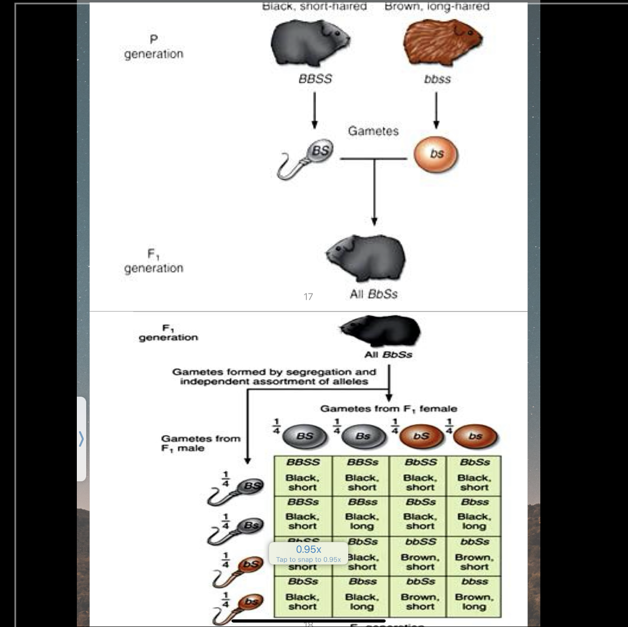 <p>Cruces dihíbridos</p>