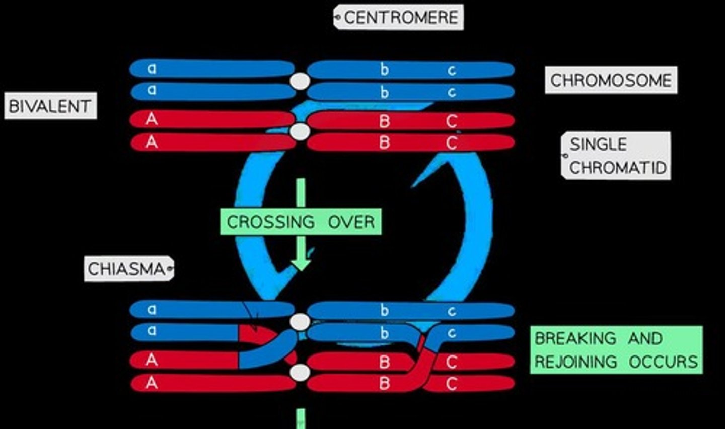 <p>The exchange of alleles between non-sister chromatids during meiosis I, resulting in new combinations of alleles.</p>