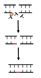 <p>Repairs double strand DNA breaks</p><p>No sister chromatid for template</p><p>Sticks shit together → mutagenic, but better than broken</p>