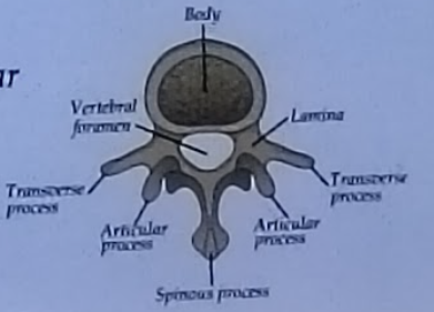 <p>Body, vertebral column, transverse process, articular process, spinous process, lamina&nbsp;</p>
