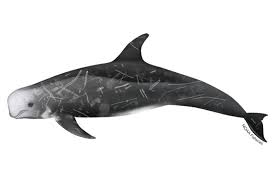 <p>Risso’s dolphin</p>