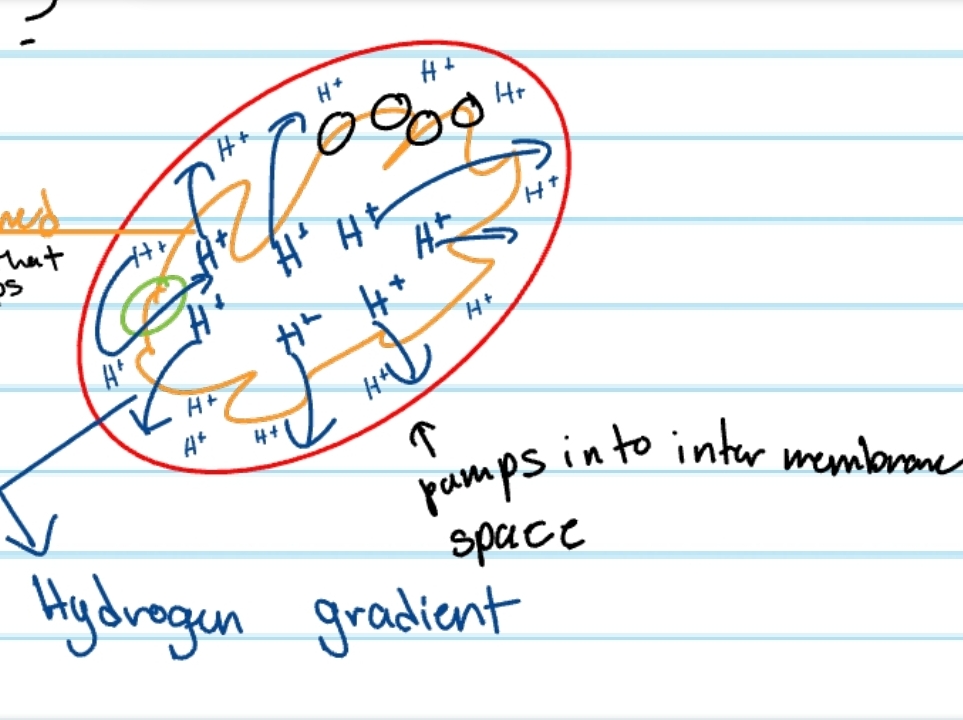 <p>what is the overall purpose of the electron transport chain? is the reaction a burst or controlled?</p>