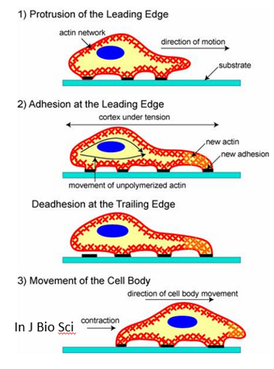 <ol><li><p><strong>filopodia </strong>sense chemoattractive signal (e.g. chemokines) and is stabilised by the skeleton</p></li><li><p><strong>lamellipodium </strong>forms and is stabilised</p></li><li><p><strong>new focal adhesions</strong> (via vinculin and talin) are made under the lamellipodium</p></li><li><p><strong>focal adhesions are lost</strong> at the rear of the cell</p></li><li><p><strong>MT nuclear cage </strong>pulls nucleus forward via MTOC anchor</p></li><li><p><strong>contraction of actin-myosin stress fibres</strong> (myosin drives contraction of actin) at rear, stress fibres are connected to lamellum at the front, helps bring back of cell forwards</p></li></ol>