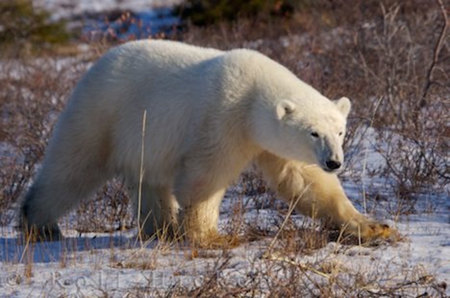 <p>arctic hares, foxes, mosquitoes, birds</p>