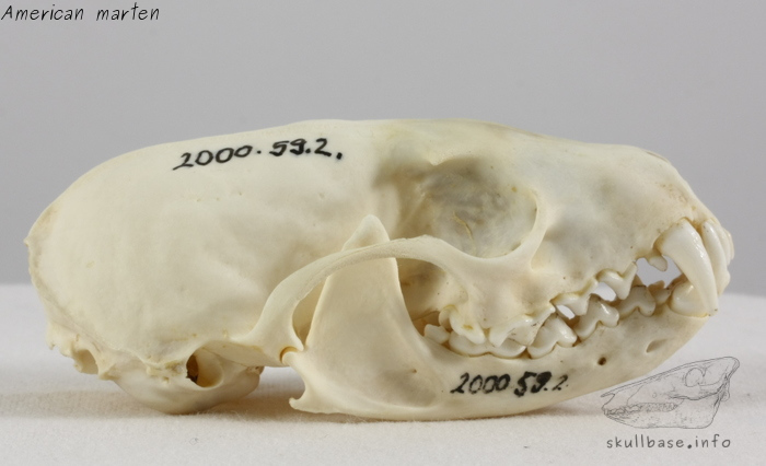 <p>Palate extends past molars</p>